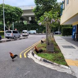The Foresta @ Mount Faber (D4), Condominium #603168081